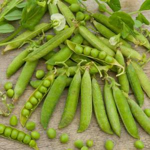 Pois Douce Provence - 20 m